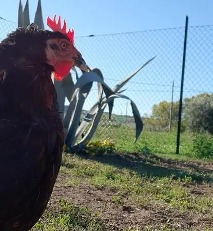 Regina Di Cuori 3* SantʼElpidio a Mare