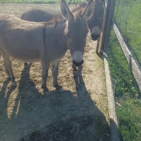 Regina Di Cuori Gasthof *
