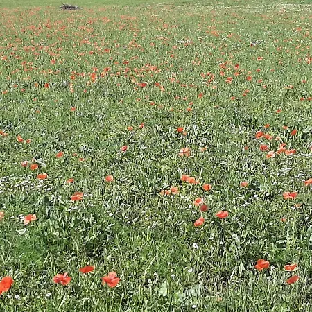 Regina Di Cuori Maison d'hôtes SantʼElpidio a Mare