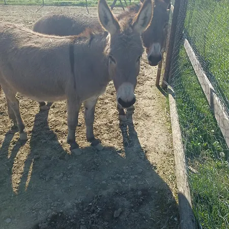 Regina Di Cuori Pensjonat 3*