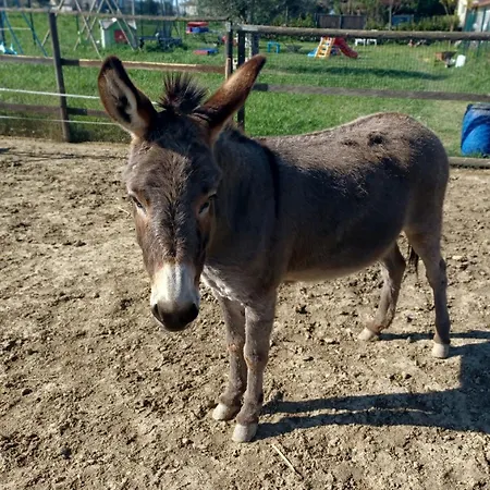 Regina Di Cuori Pensjonat