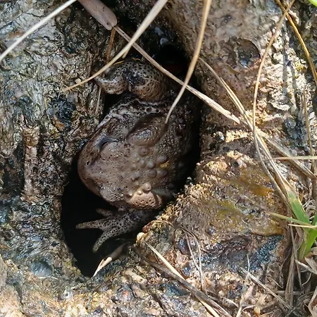 Regina Di Cuori Gasthuis SantʼElpidio a Mare